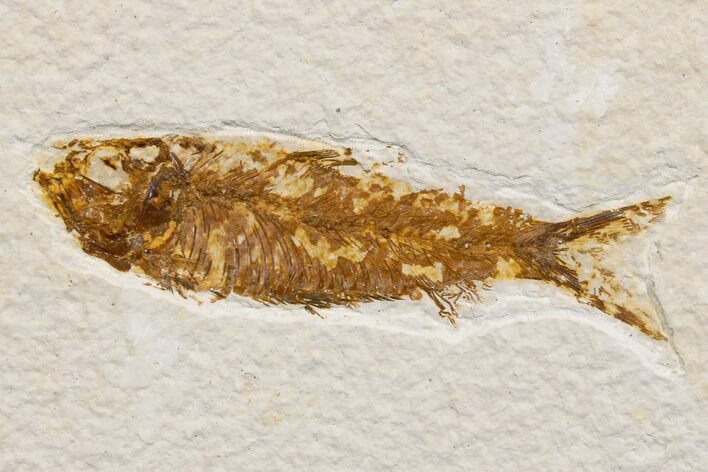 Detailed Fossil Fish (Knightia) - Wyoming #174674